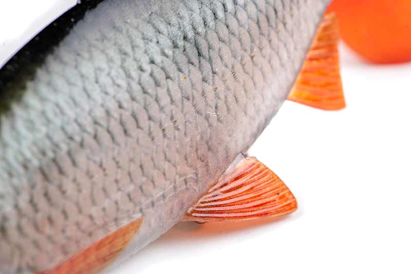 LEURRE MONTE FOX RAGE REPLICANT REALISTIC ROACH – Image 3